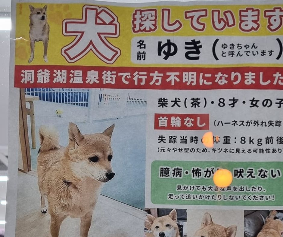 Kisállatimádat Japánban – amikor a cuki szintje az egekben van