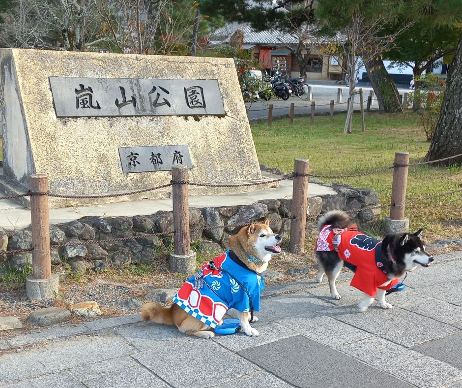 Cukiság és csend Japánban – Shiba kutyák yukatában az Arashiyama hídnál
