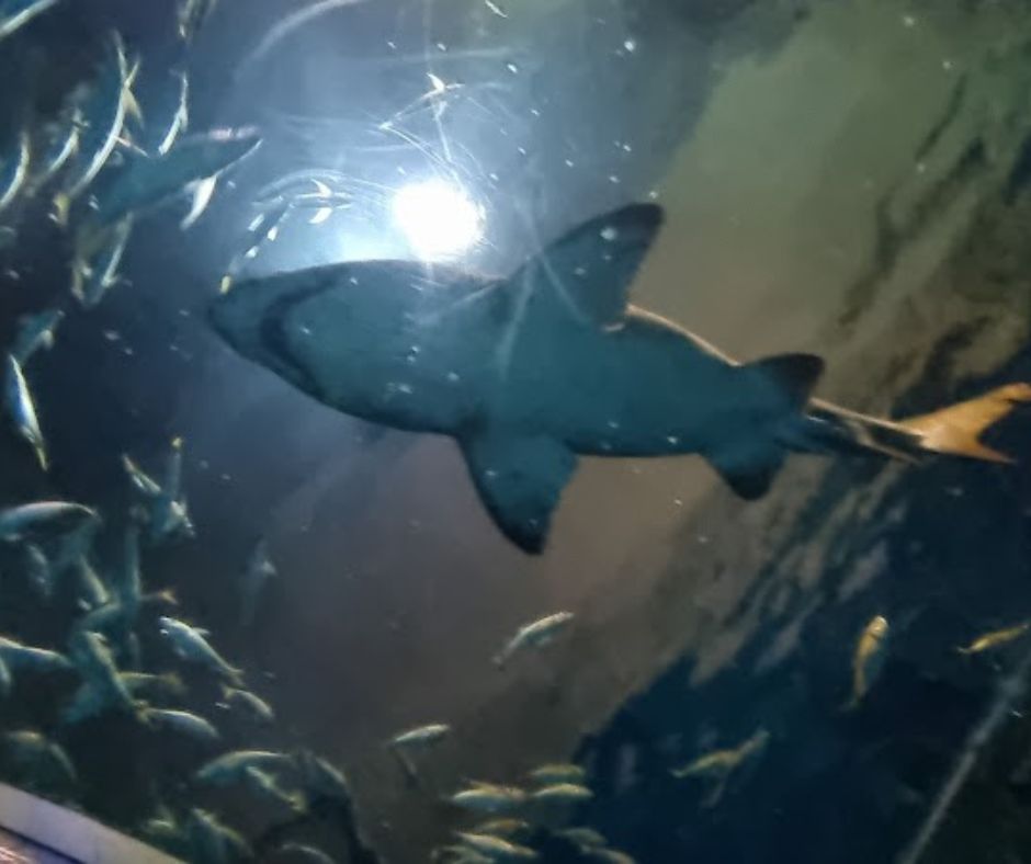 Noboribetsu Marine Park – ahol a tenger életre kel