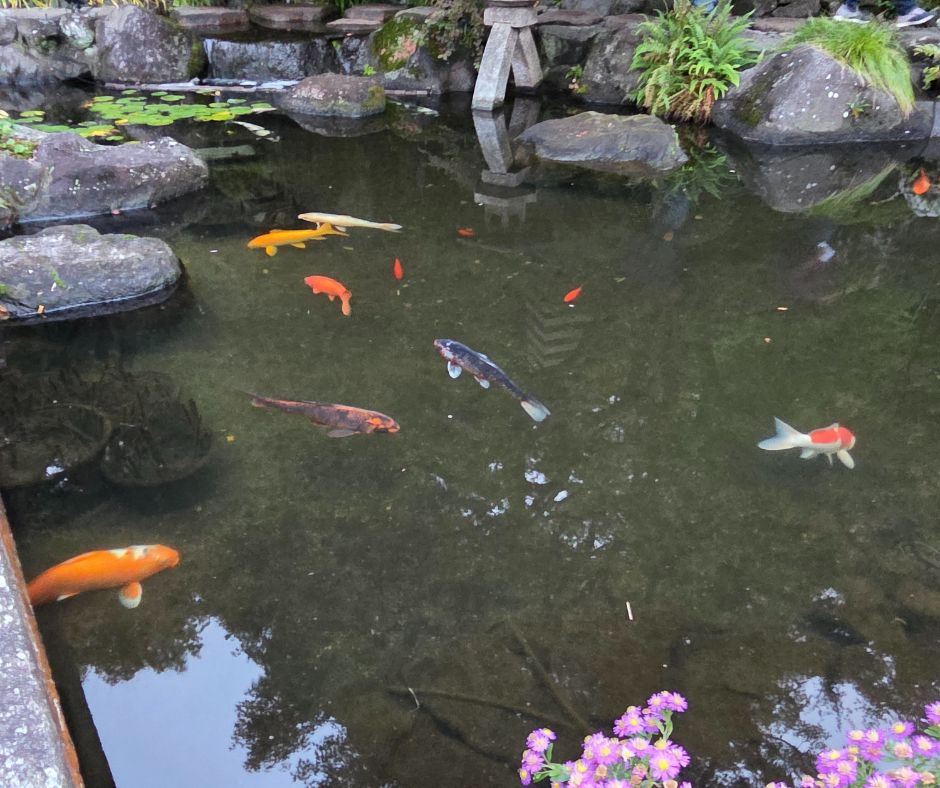 Aranyhalak csendje – Japánban a templomkertek titkos üzenetei