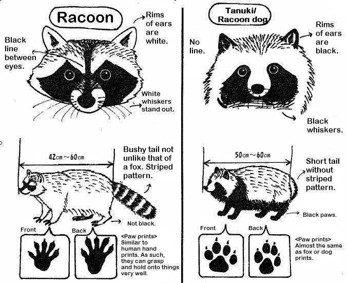 Tanuki vagy mosómedve – a tévesztésünk története, amely végül értelmet nyert